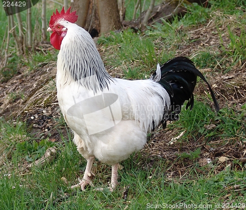 Image of Rooster