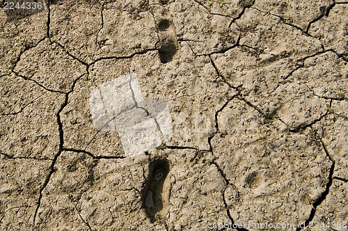 Image of tracks of man