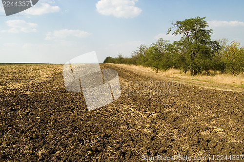 Image of field and trees