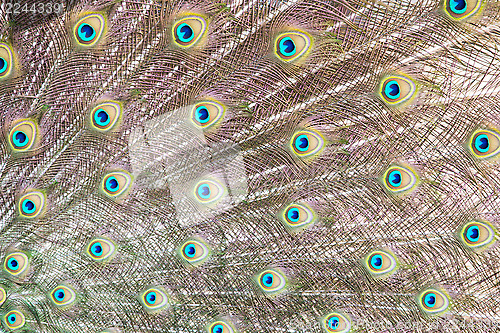 Image of Peacock feathers background