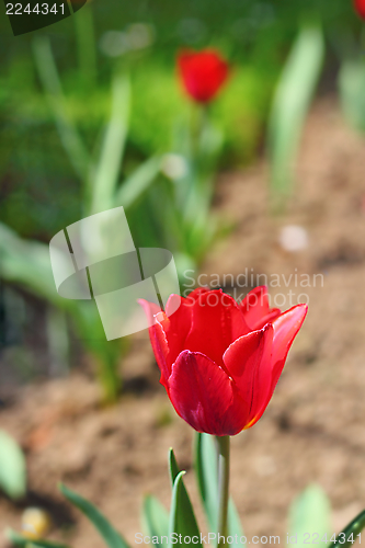 Image of beautiful red tulip 