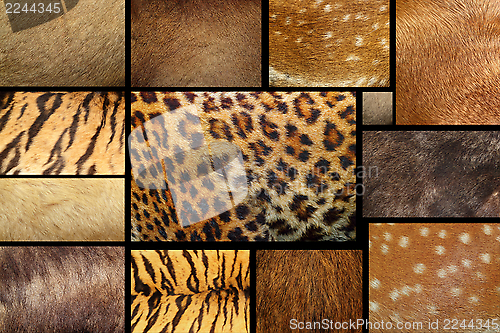 Image of collection of textured - animal fur