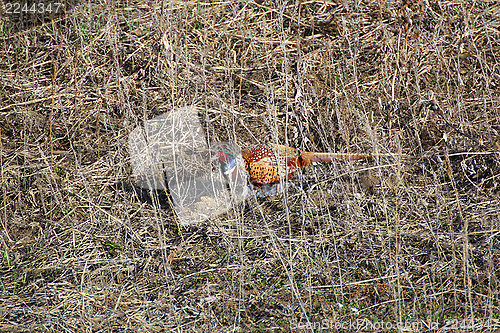 Image of colorful pheasant male