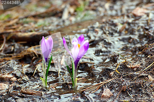 Image of crocus growing near the spring