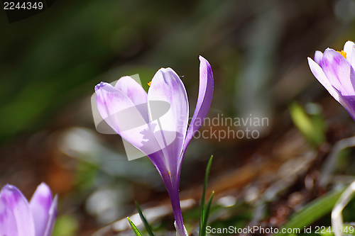 Image of crocus sativus in the forest