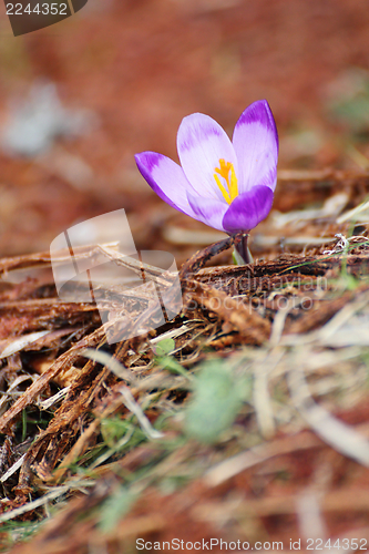 Image of detail of a crocus