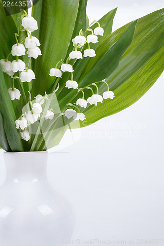 Image of Blooming Lily of the valley