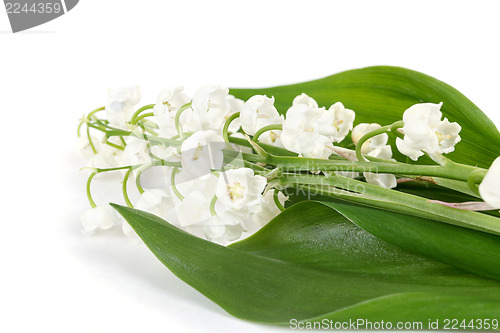 Image of Blooming Lily of the valley