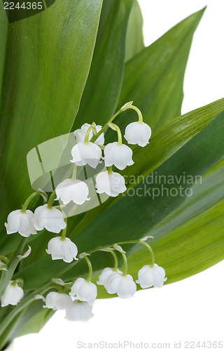 Image of Blooming Lily of the valley