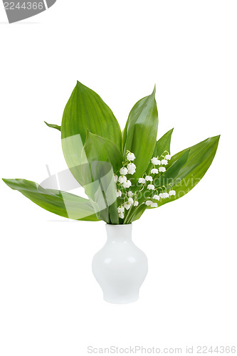 Image of Blooming Lily of the valley
