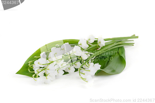 Image of Blooming Lily of the valley