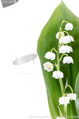 Image of Blooming Lily of the valley