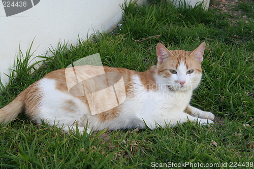 Image of Rest in the grass
