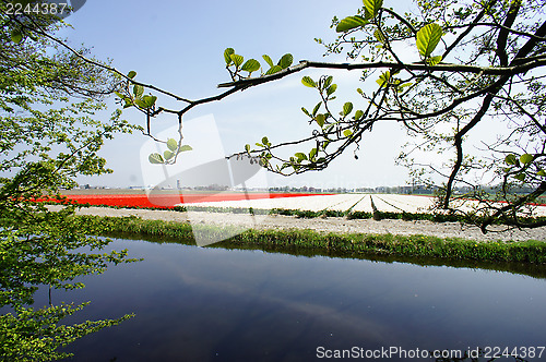 Image of Holland tulip fields