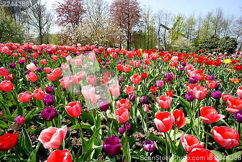 Image of Holland tulips