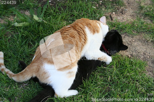 Image of Cats playing with eachother
