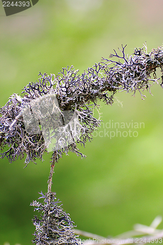 Image of detail of a lichen