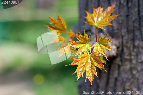 Image of fresh maple leaves