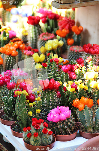 Image of Big mix of vivid cactuses