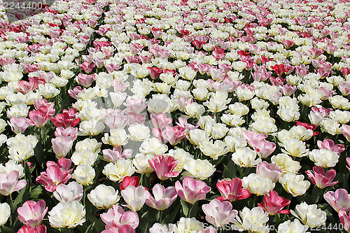Image of Tulip field