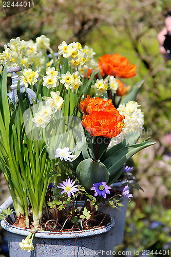 Image of Sunny terrace with a lot of flowers