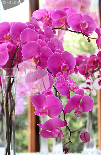 Image of Beautiful pink and violet orchids