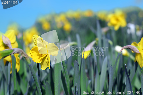 Image of group of yellow narcissus