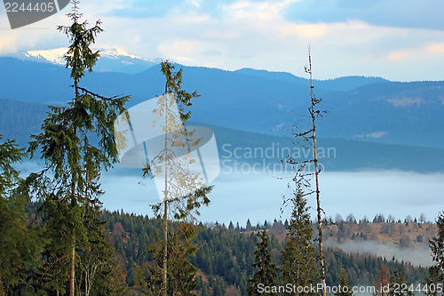 Image of morning over the forest
