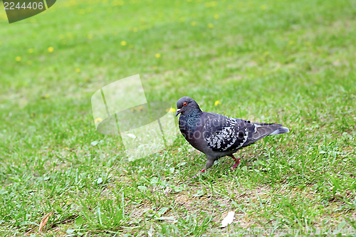 Image of pigeon in the grass