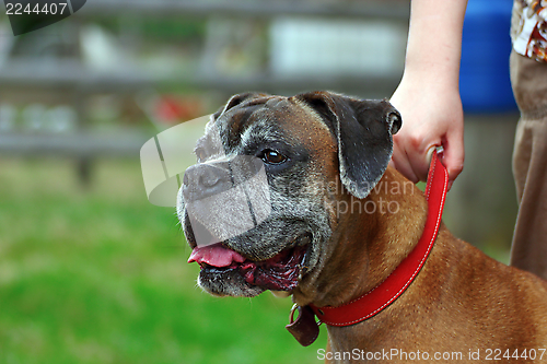 Image of portrait of a boxer breed