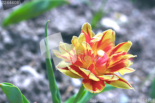 Image of red and yellow tulip