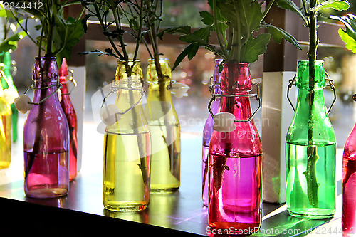 Image of Flowers in the vivid bottles 