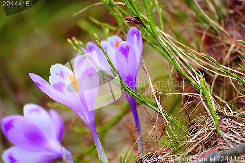 Image of spring purple crocus sativus