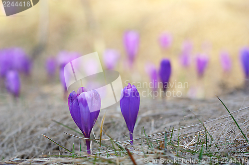 Image of spring crocus wild flowers