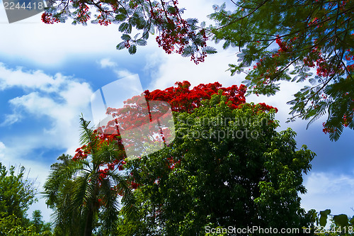 Image of Delonix Regia Tree.