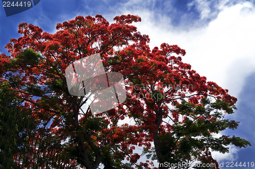 Image of Tree Delonix Regia.