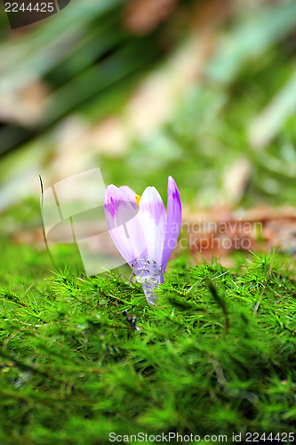 Image of wild flower growing from moss bed