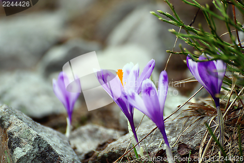 Image of wild flowers growing in rocky area