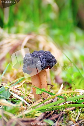 Image of wild mushroom