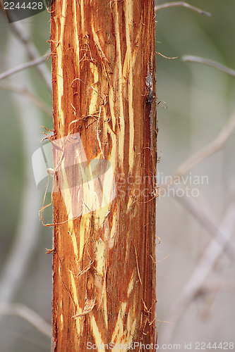 Image of willow bark eaten by deers