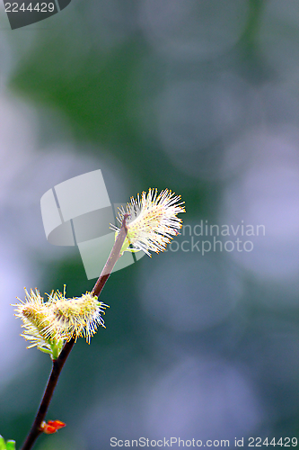 Image of willow buds