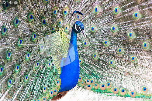 Image of Peacock with fanned out tail