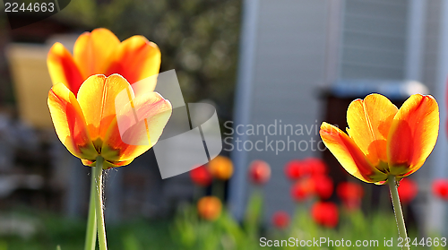 Image of  Red Tulips