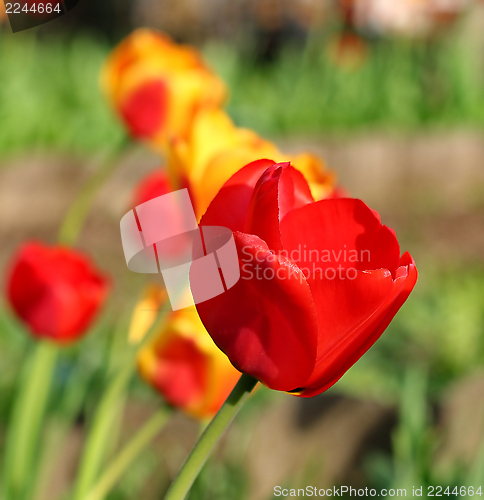 Image of  Red Tulips