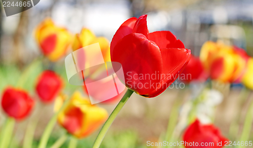 Image of  Red Tulips