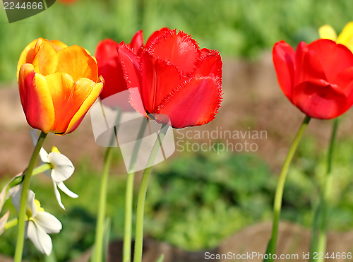 Image of  Red Tulips