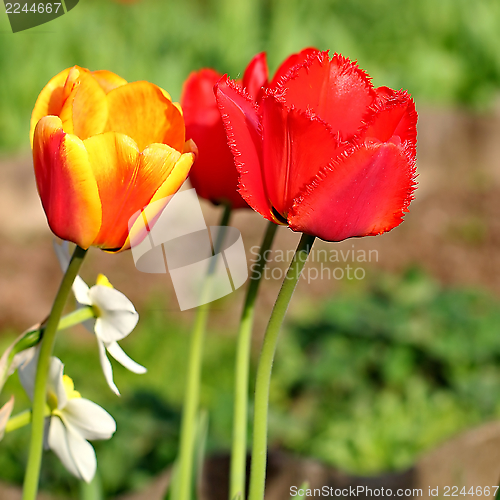 Image of  Red Tulips