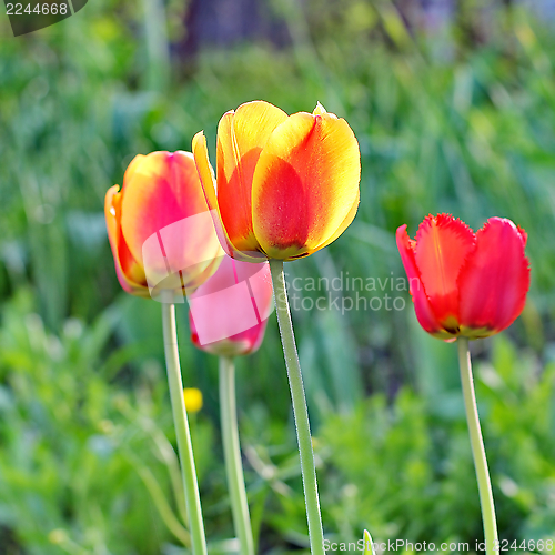 Image of  Red Tulips