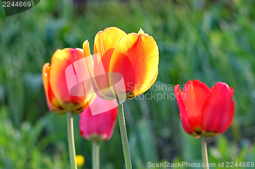 Image of  Red Tulips