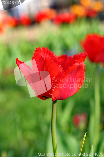 Image of  Red Tulips